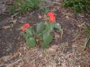 newlantana.jpg