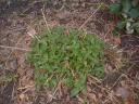 oldlantana.jpg
